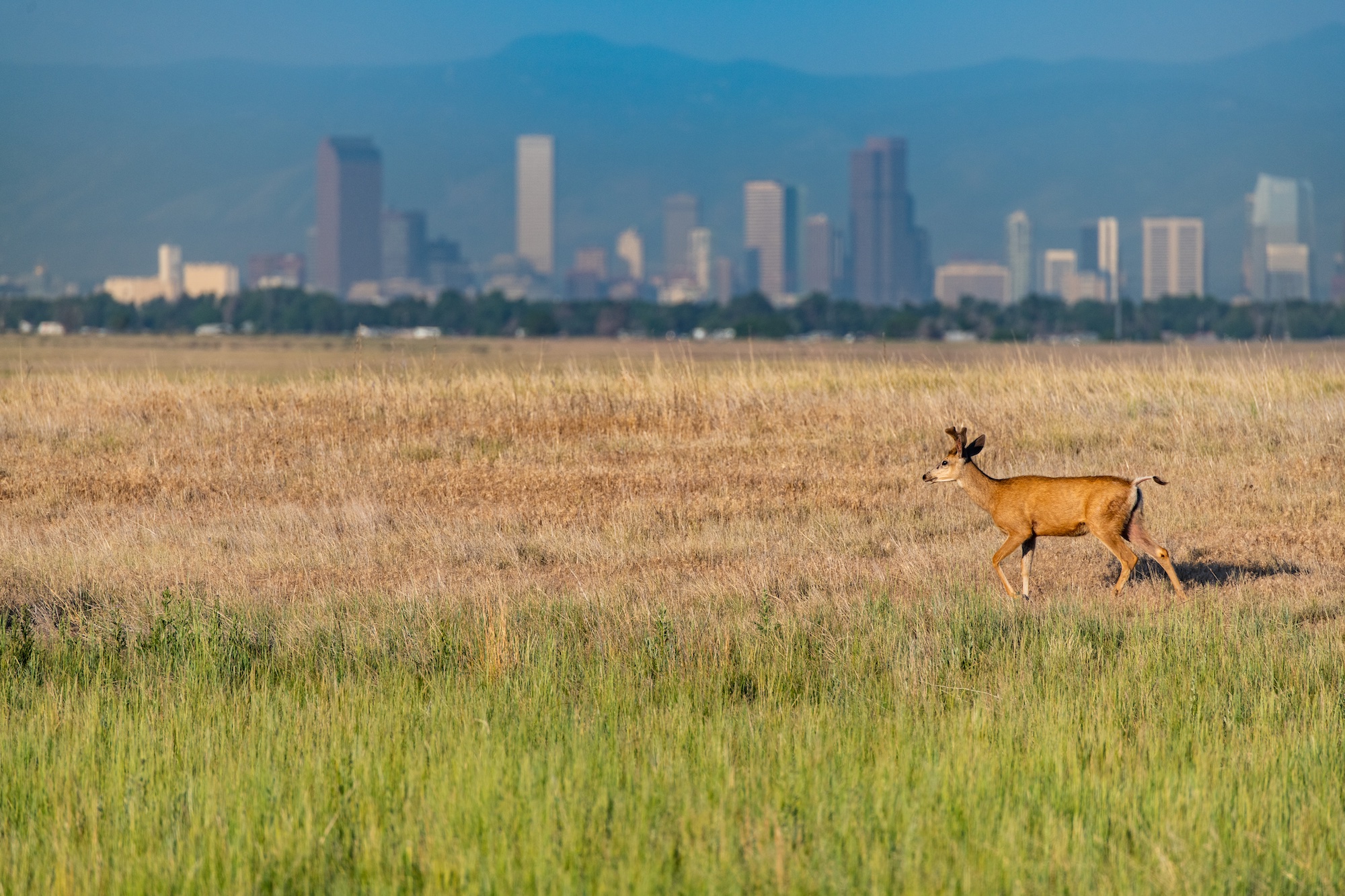 Read more about the article Urban Wildlife Conservation Program (U.S. Fish & Wildlife Service)